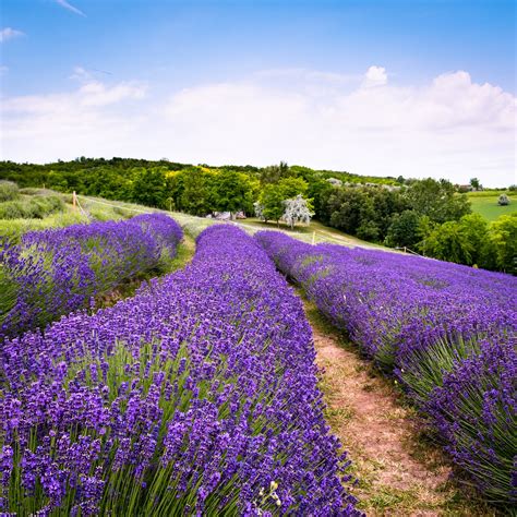 The Making of Lavender Fields .
